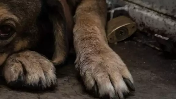 El maltrato es contra mascotas y fauna callejera El maltrato es contra mascotas y fauna callejera