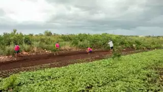 Pondrán en marcha el programa de huertos de traspatio en Yucatán para plantar chiles, tomates y más