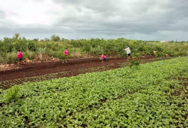 La Seder pondrá en marcha un programa de huertos de traspatio y anuncia otros esquemas