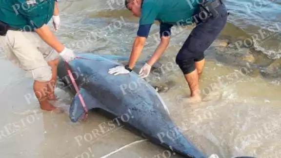 Un enorme delfín quedó varado en las costas de Chelem el pasado fin de semana Un enorme delfín quedó varado en las costas de Chelem el pasado fin de semana