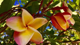 La flor de mayo tiene propiedades medicinales que favorecen a la salud