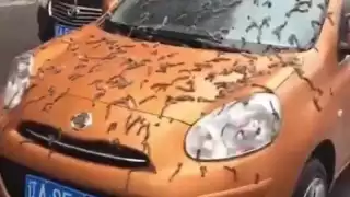 Las calles de la ciudad fueron tapizadas con gusanos