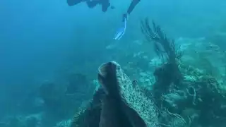 Van por rescate de arrecifes en Banco Chinchorro, Quintana Roo