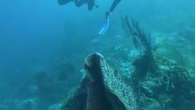 Van por rescate de arrecifes en Banco Chinchorro, Quintana Roo