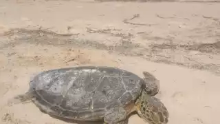 La especie conocida como Eretmochelys Imbricata, fue encontrada por la ciudadana M.G.B.H