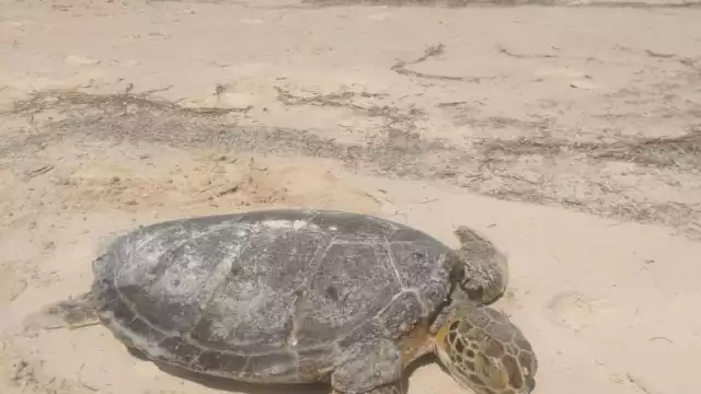 La especie conocida como Eretmochelys Imbricata, fue encontrada por la ciudadana M.G.B.H