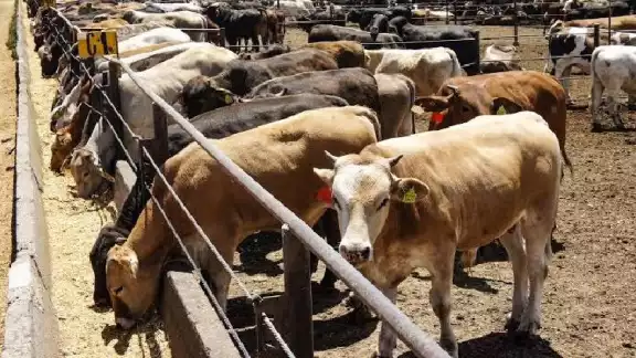El ingeniero agrónomo Wilbert Chi Pech detecta al gusano barrenador del ganado en Sanahcat