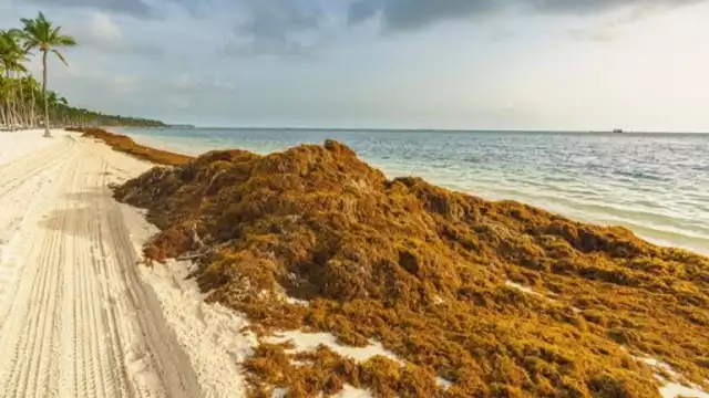 Arribazones de algas y su potencial para reducir emisiones de metano en rumiantes