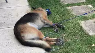 Investigan muerte "sospechosa" de un perro en Playa del Carmen