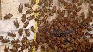 La mayoría de los apicultores de Tizimín no han demostrado interés en la crianza de las abejas meliponas