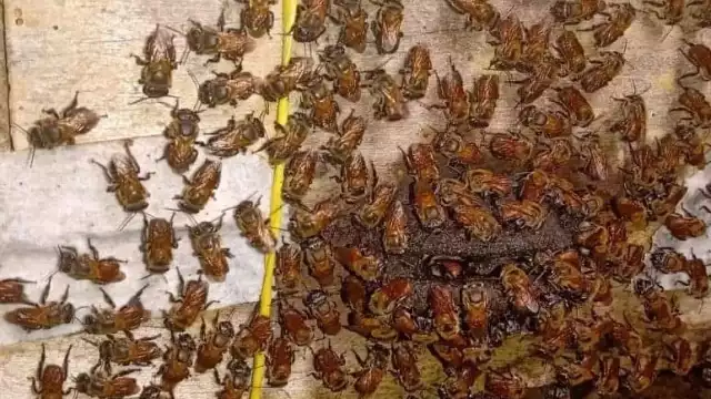 La mayoría de los apicultores de Tizimín no han demostrado interés en la crianza de las abejas meliponas