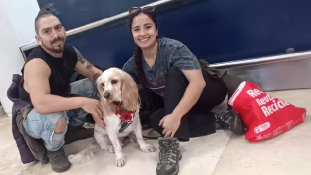 Los turistas aseguraron que han visitado tres países acompañados por su lomito; las aerolíneas han facilitado que pueda volar en cabina