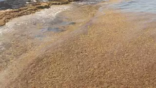 Los trabajadores de Zofemat en Cozumel recolectaron cerca de 50 toneladas durante este recale atípico de sargazo