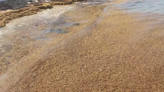 El malecón de Cozumel ha sido una de las zonas donde se ha visto mayor recale de sargazo en días recientes El malecón de Cozumel ha sido una de las zonas donde se ha visto mayor recale de sargazo en días recientes