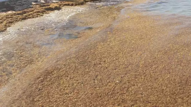 El malecón de Cozumel ha sido una de las zonas donde se ha visto mayor recale de sargazo en días recientes