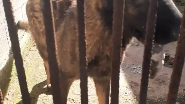 En este criadero los perros se encuentran en condiciones deplorables