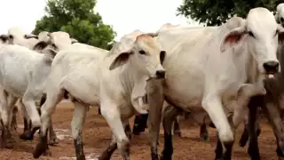 A pesar de que existe una Ley que castiga robo de ganado en Quintana Roo, no hay quien la aplique. Foto: YouTube