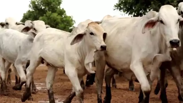 A pesar de que existe una Ley que castiga robo de ganado en Quintana Roo, no hay quien la aplique. Foto: YouTube