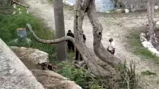 Bomberos realizaron el operativo de rescate desde una altura de ocho metros