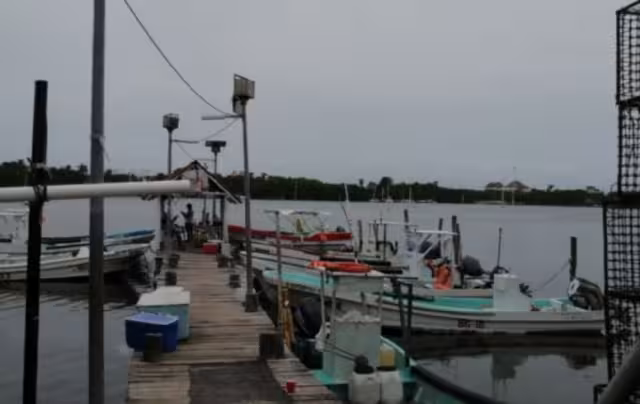 Generalmente, cada cooperativa trata directamente con los compradores. Ahora tiene ventaja la única que tramitó su certificado de la Cofepris, y puede exportar