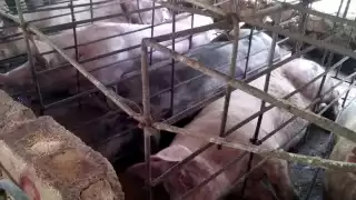 La encargada del proyecto expuso que se tiene un problema que la gente en Yucatán ni siquiera se ha cuestionado