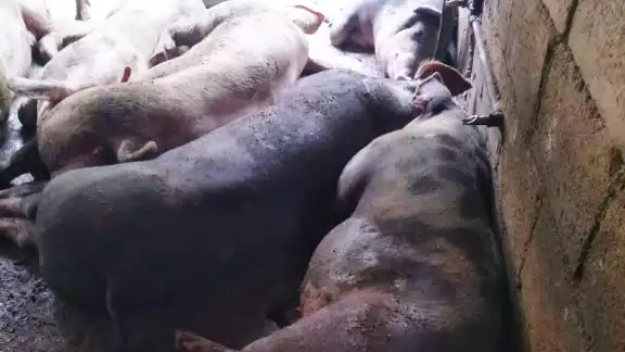 Los cerdos excretan de 4 a 5 kilos diarios Los cerdos excretan de 4 a 5 kilos diarios