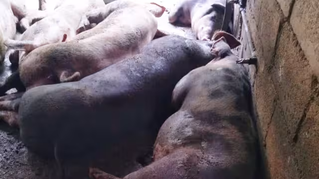 Los cerdos excretan de 4 a 5 kilos diarios