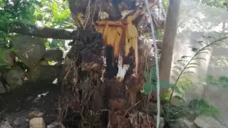 Árbol bota un poste y deja sin electricidad a comunidad en Felipe Carrillo Puerto