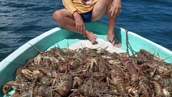 Los pescadores que se dedican a la actividad están capacitados, además que más del 97 por ciento cuenta con Seguro Social Los pescadores que se dedican a la actividad están capacitados, además que más del 97 por ciento cuenta con Seguro Social
