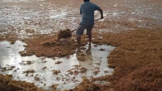 Los lugares habrá mayor recale serán Sian Ka’an, Playa del Carmen, Punta Maroma y Zona Hotelera de Cancún