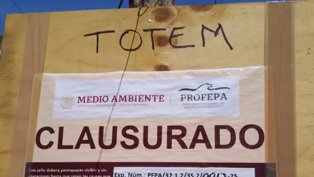 Coloca la Profepa sellos en obras que ya habían devastado millones de metros cuadrados de selva