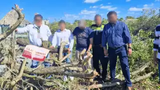  Profepa clausura un área de manglar en Sisal por la tala ilegal de 23 mil metros cuadrados 