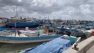 Por el ingreso de “nortes”, pescadores de Yucatán temen que el pulpo se aleje de la costa
