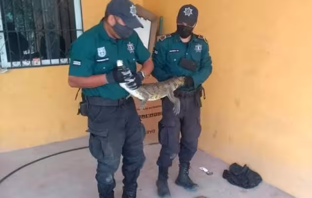 El reptil fue enviado a la llamada "Zona cero" de Progreso