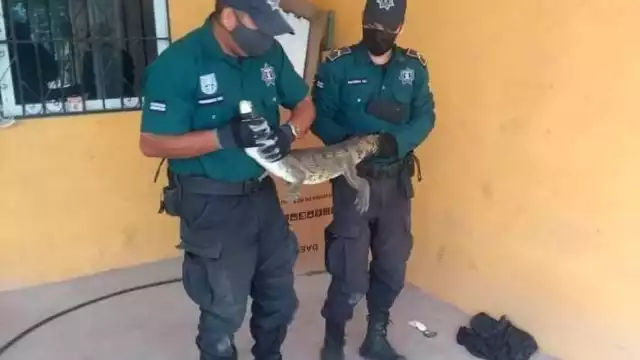 El reptil fue enviado a la llamada "Zona cero" de Progreso