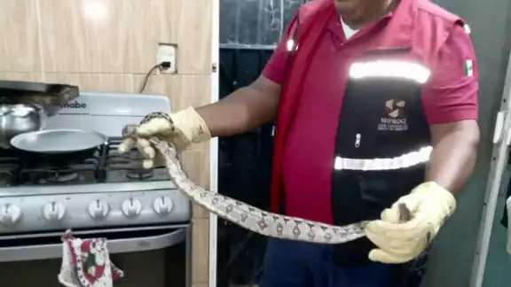 La Oxcán es una serpiente no venenosa La Oxcán es una serpiente no venenosa