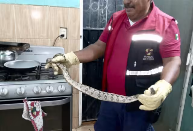 La Oxcán es una serpiente no venenosa