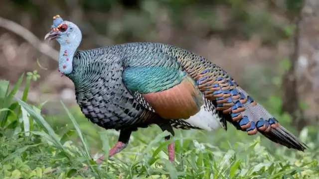 Este es un animal que llama la atención por sus atractivos y bellos colores en su plumaje