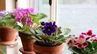 Conoce cinco plantas que alejaran los malos olores de tu baño en cuestión de segundos