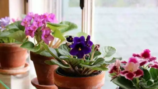 Conoce cinco plantas que alejaran los malos olores de tu baño en cuestión de segundos