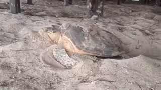 Derrame de crudo impacta a la tortuga carey en Champotón; reportan baja histórica de nidos en 2026
