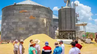 Menonitas, alternativa para productores de maíz en Campeche