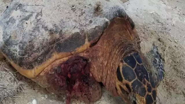 Algunos quelonios han aparecido mutilados