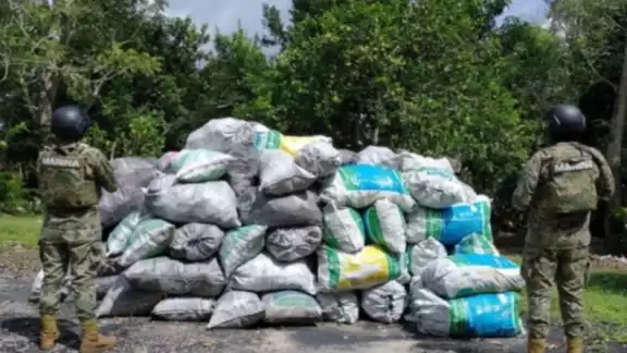 La Semar, Guardia Nacional y Sedena aseguraron toneladas de material maderable ilegal en Quintana Roo La Semar, Guardia Nacional y Sedena aseguraron toneladas de material maderable ilegal en Quintana Roo