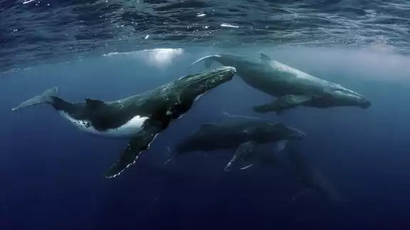Los Cetáceos son un grupo de mamíferos importantes en la función de los ecosistemas marinos y por ende para la existencia del ser humano