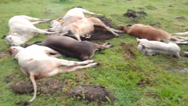 Un cable del tendido eléctrico de alta tensión de la CFE, se reventó y cayó sobre 7 becerros que murieron electrocutados