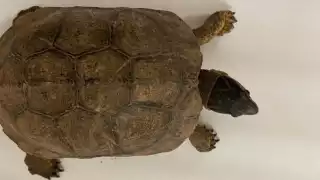 La tortuga fue entregada a la Procuraduría Federal de Protección al Ambiente (Profepa) para su resguardo y debido manejo