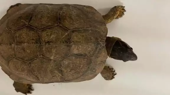 La tortuga fue entregada a la Procuraduría Federal de Protección al Ambiente (Profepa) para su resguardo y debido manejo La tortuga fue entregada a la Procuraduría Federal de Protección al Ambiente (Profepa) para su resguardo y debido manejo