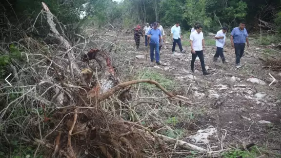 Los daños causados por la deforestación afectó a especies endémicas y en peligro de extinción.