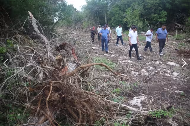Los daños causados por la deforestación afectó a especies endémicas y en peligro de extinción.